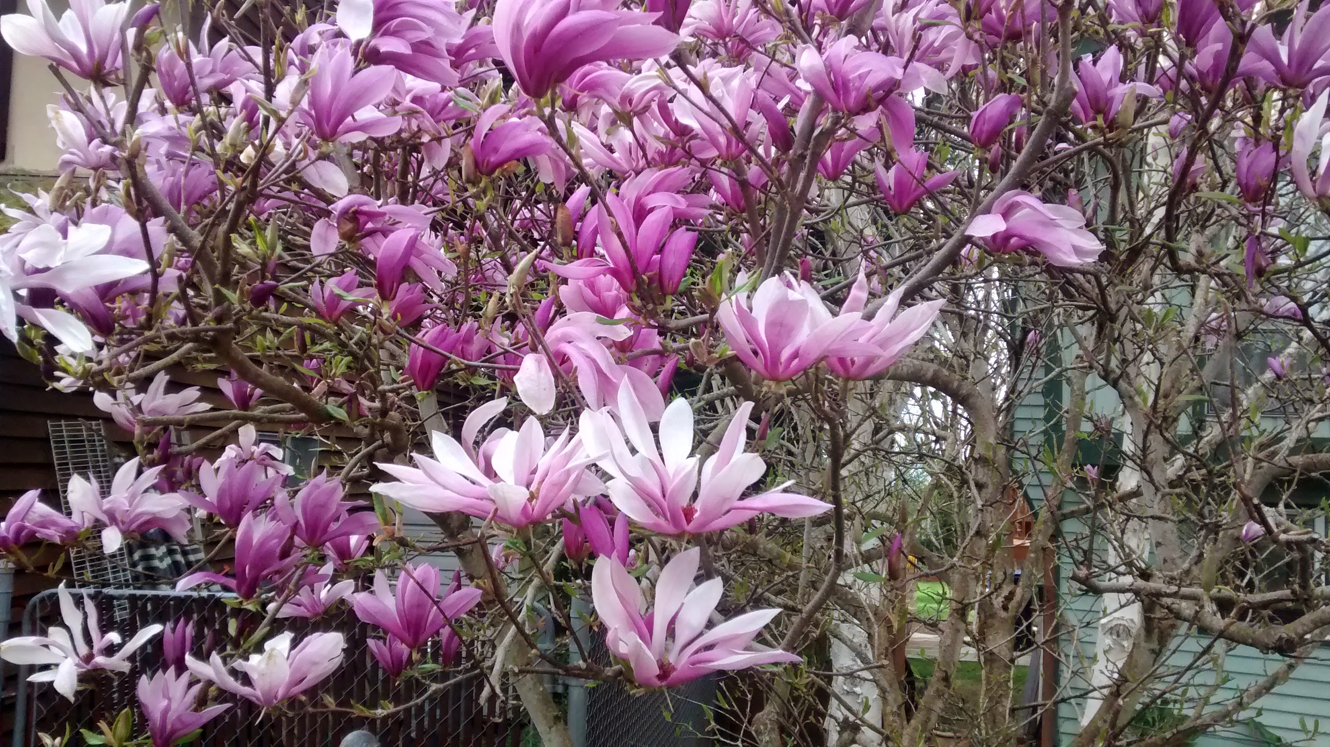 IMG_20150327_173030229