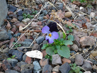 A Brand New “new”