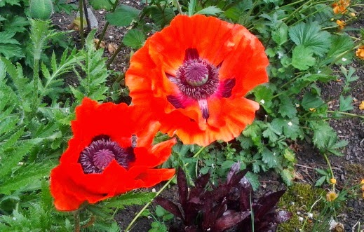 My Heart-God’s Garden