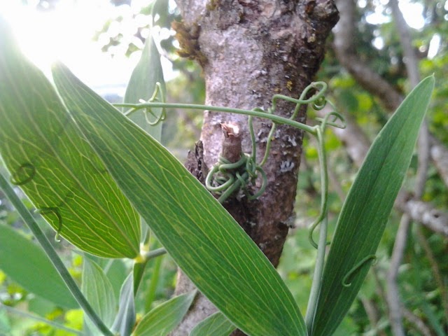 The Sound of His Song