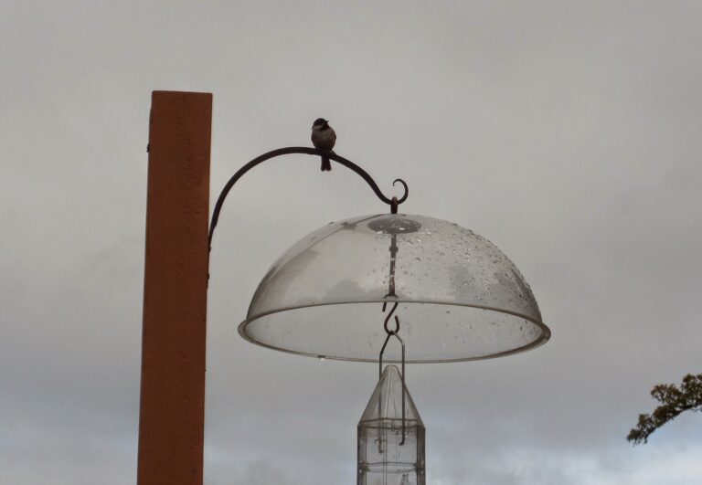 "Let’s Go Outside!"–a Playdate with God