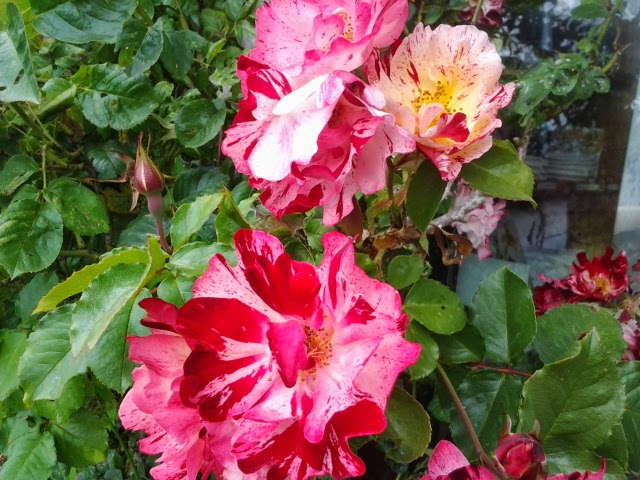 Oh, Word of God, How do I Love Thee? Let Me Count the Ways