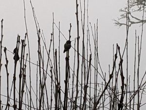 What the Birds Say-A Winter Poem