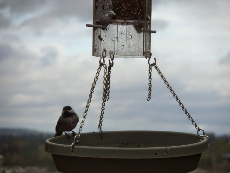 When your Feathers are Ruffled