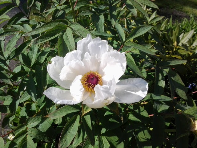 Spring’s Verb Says {a #poem}