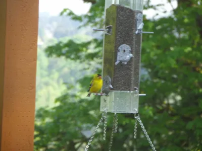 Goldfinches
