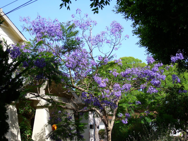 When You Can’t see the Trees