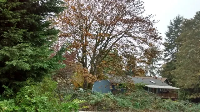 Four Lines for this October Day