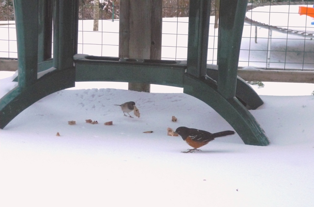 Lessons in Love from the Snow