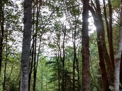 The Ministry of Trees {a #poem}