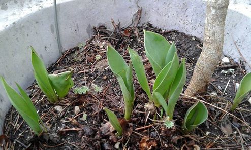 Why Slow Starts are Best (or, Typing as Therapy)