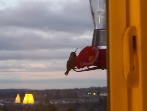 How I Became a Twitter Convert and Kept My Sanity