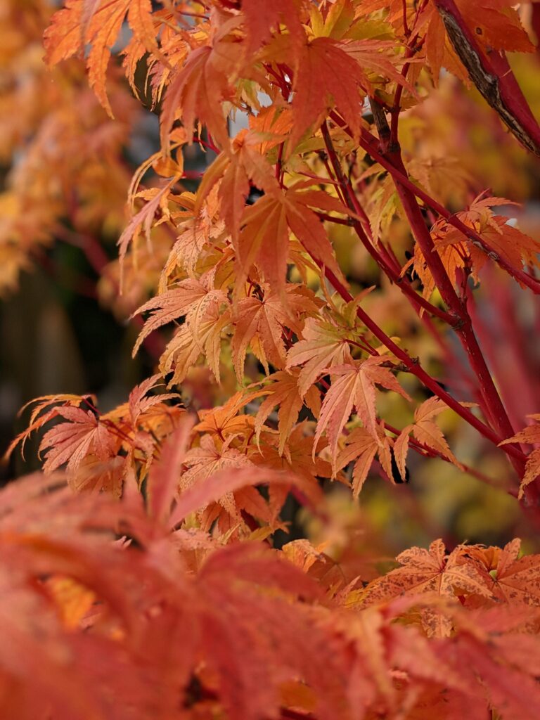 Avian Chorus {a #poem}