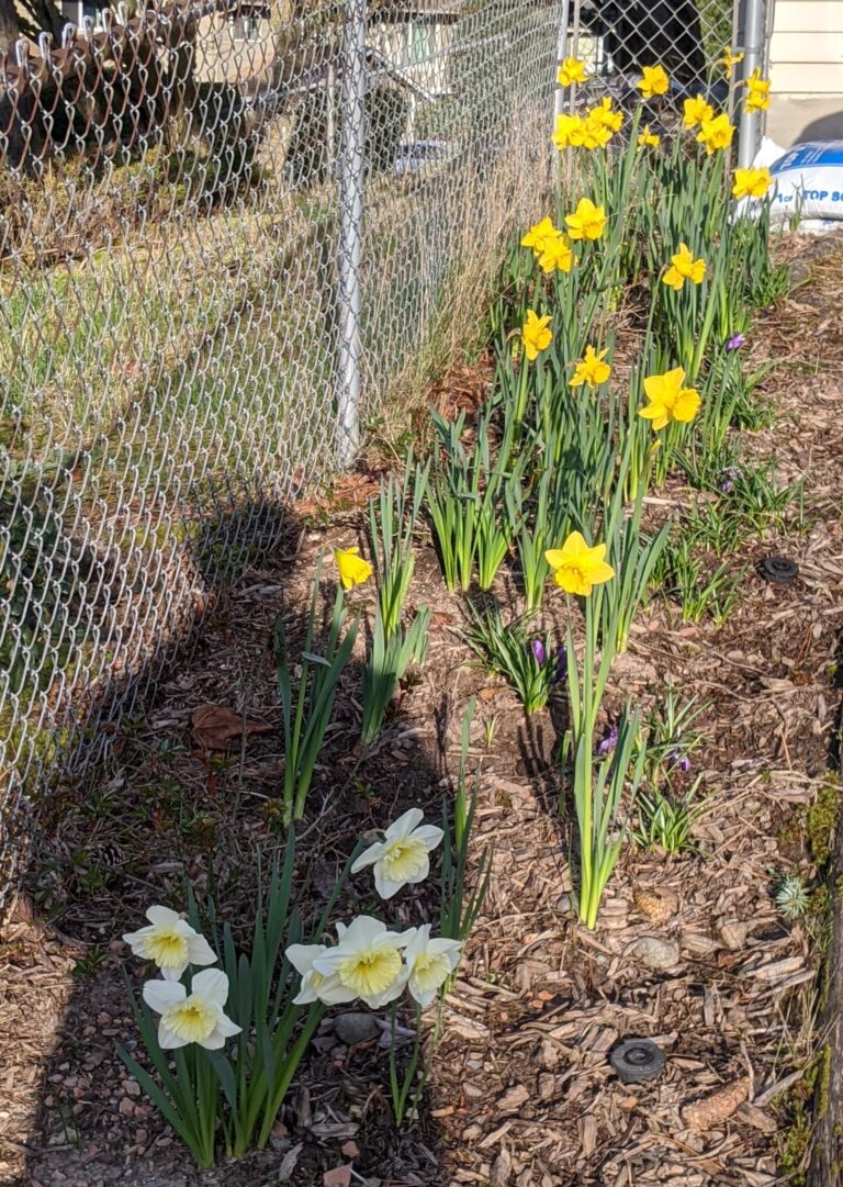 Love in the Time of the Corona