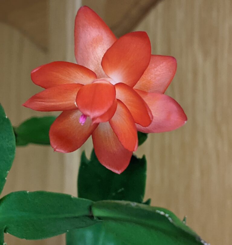 It’s Almost Here–Hearts on Pilgrimage-Poems & Prayers